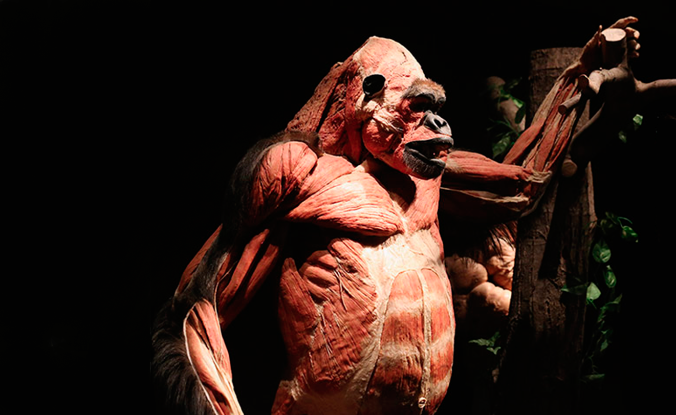 Animal Inside Out [PT]