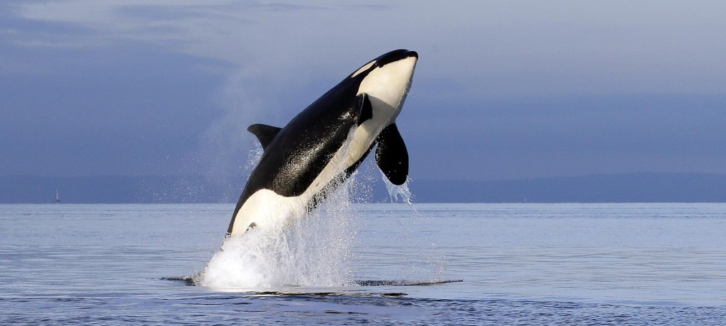 Orcas no Algarve