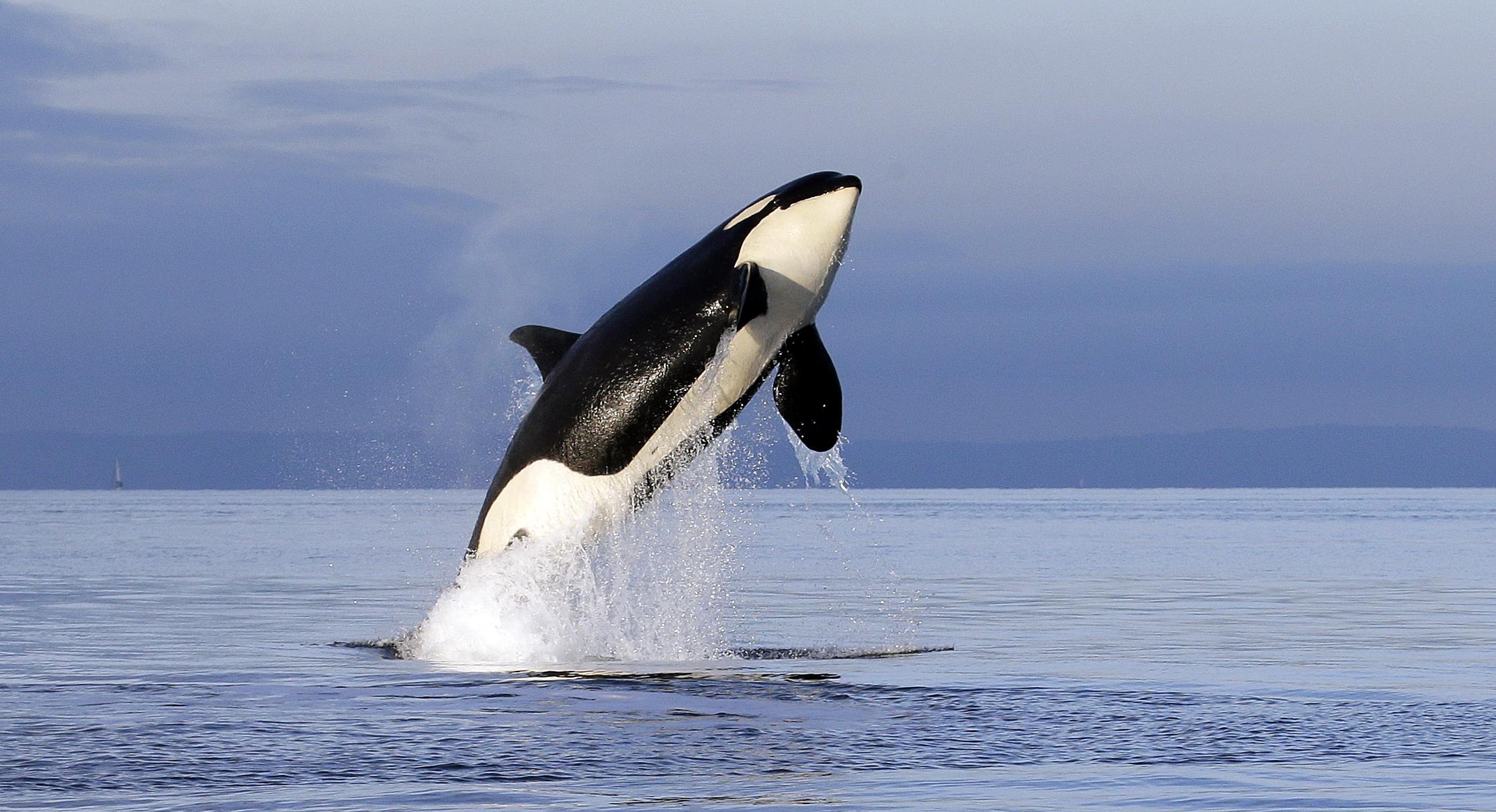Orcas no Algarve
