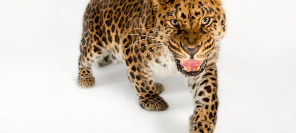 Photo Ark Porto