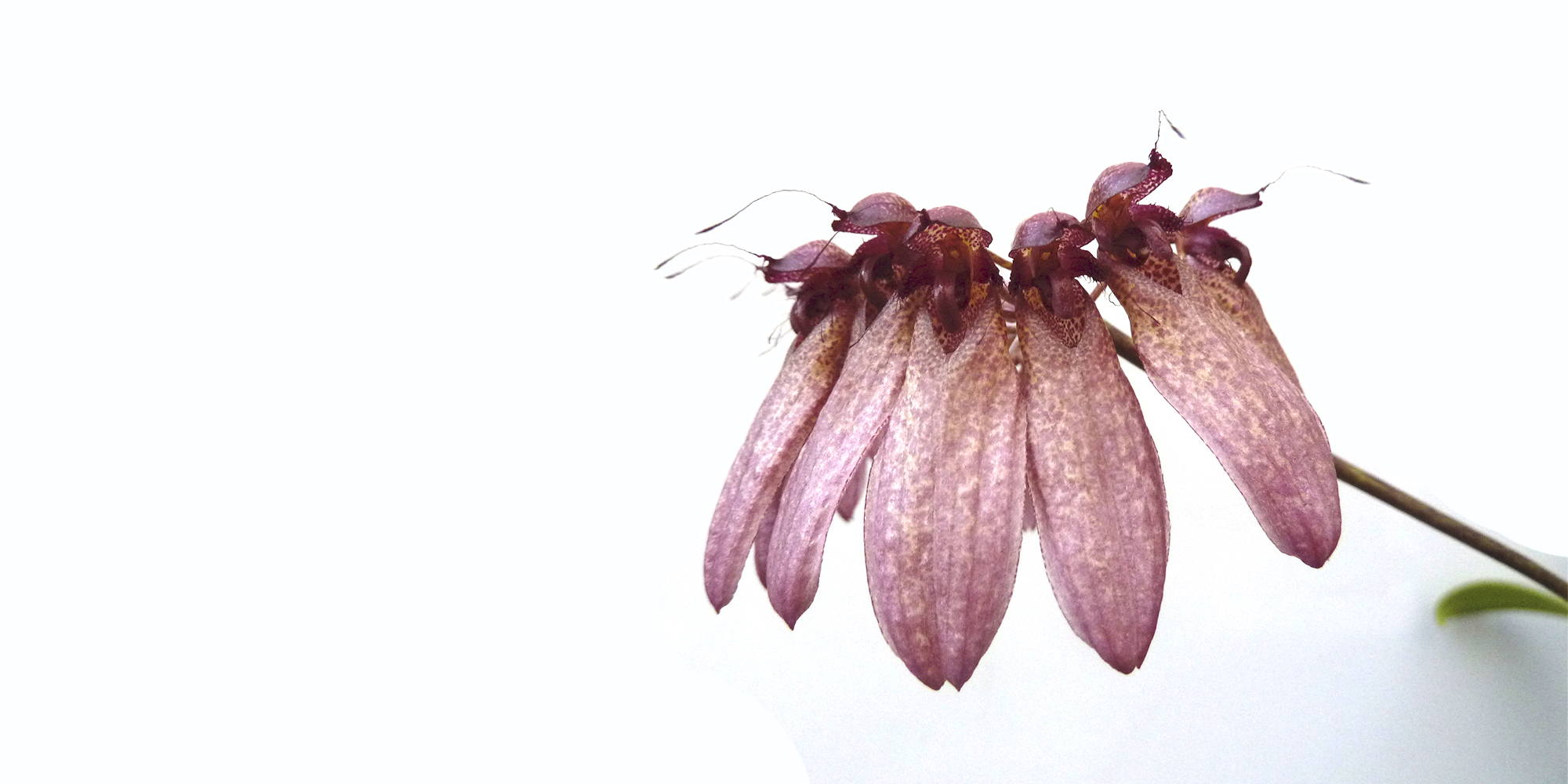 Expo OrquÃ­deas 2018