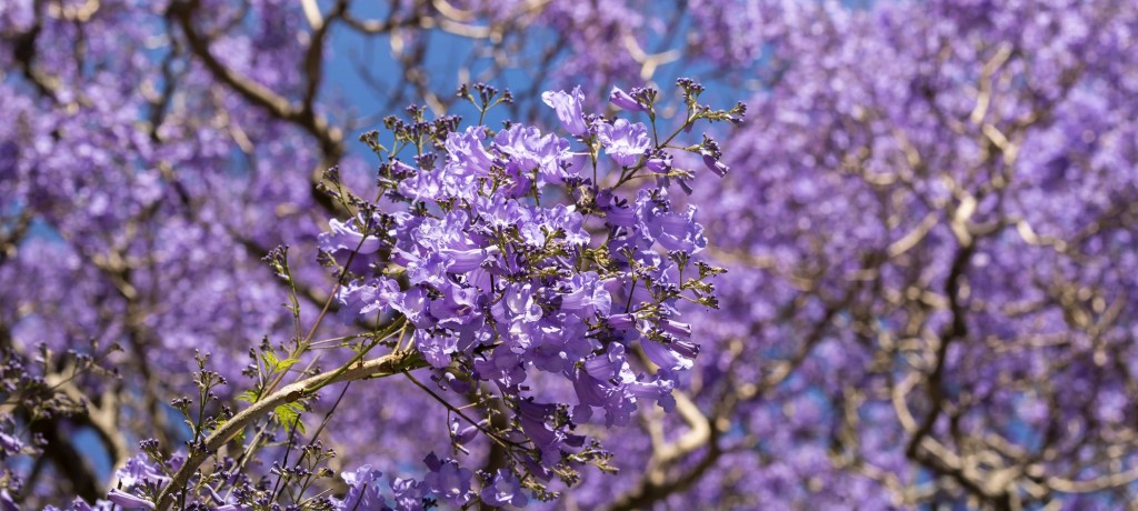 JacarandÃ¡s em Lisboa