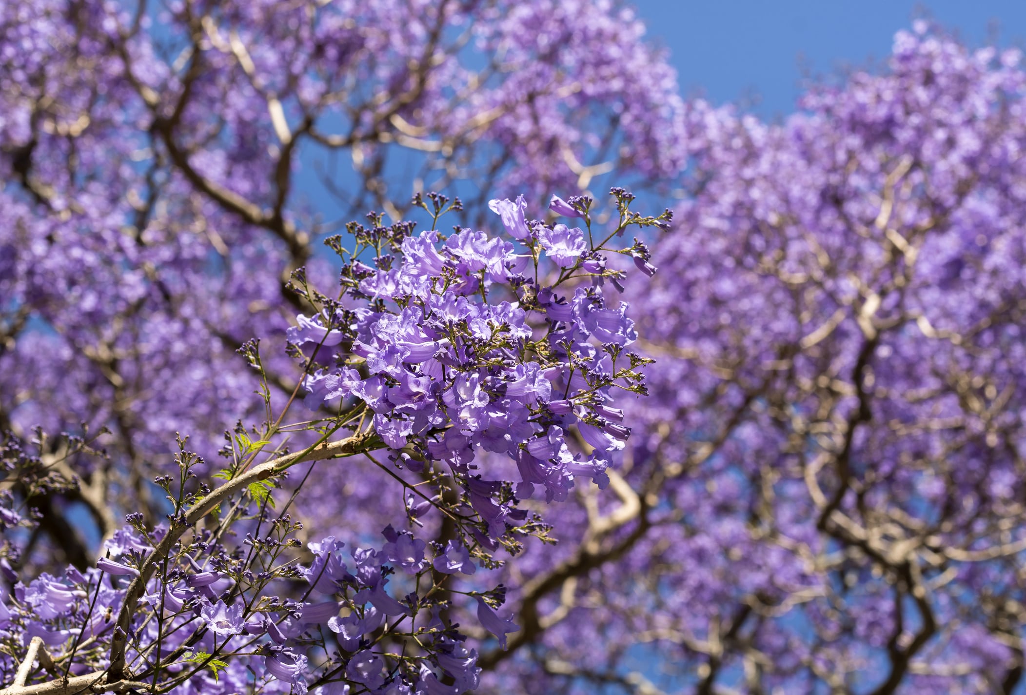 Jacarandás em Lisboa