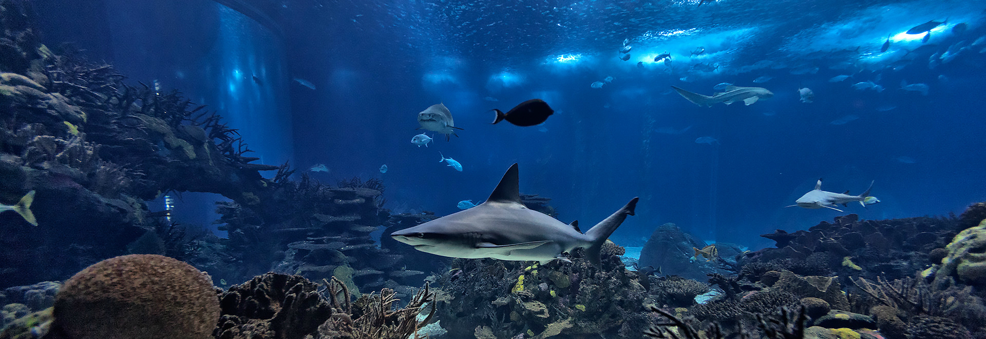 Oceanário de Lisboa