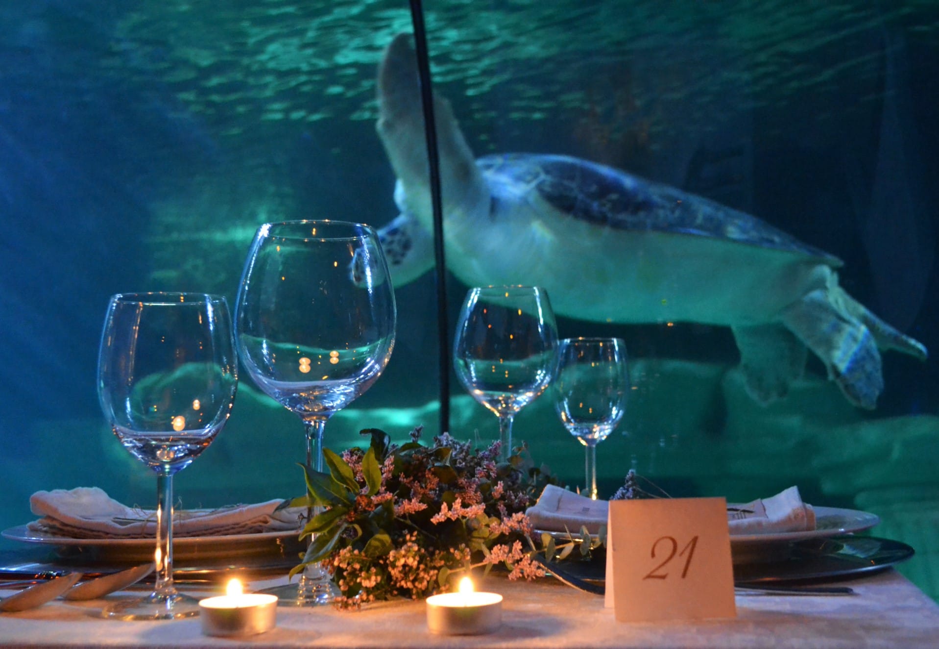 São Valentim Sea Life